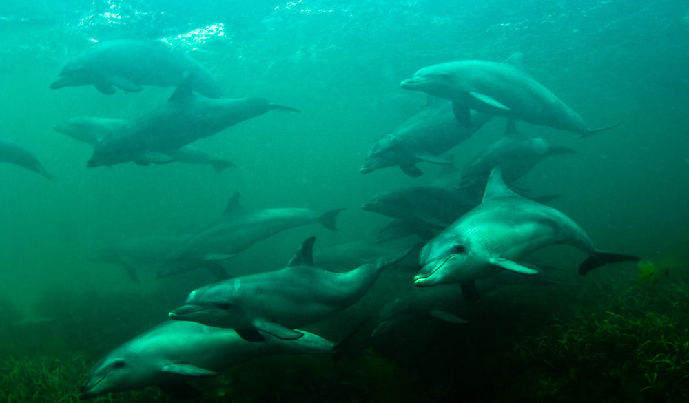Private Charter - Kangaroo Island Dolphin Swim & Marine Wildlife Tour (up to 15 Guests)